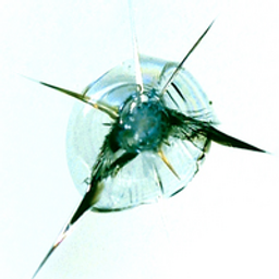 Superglass Windshield Repair